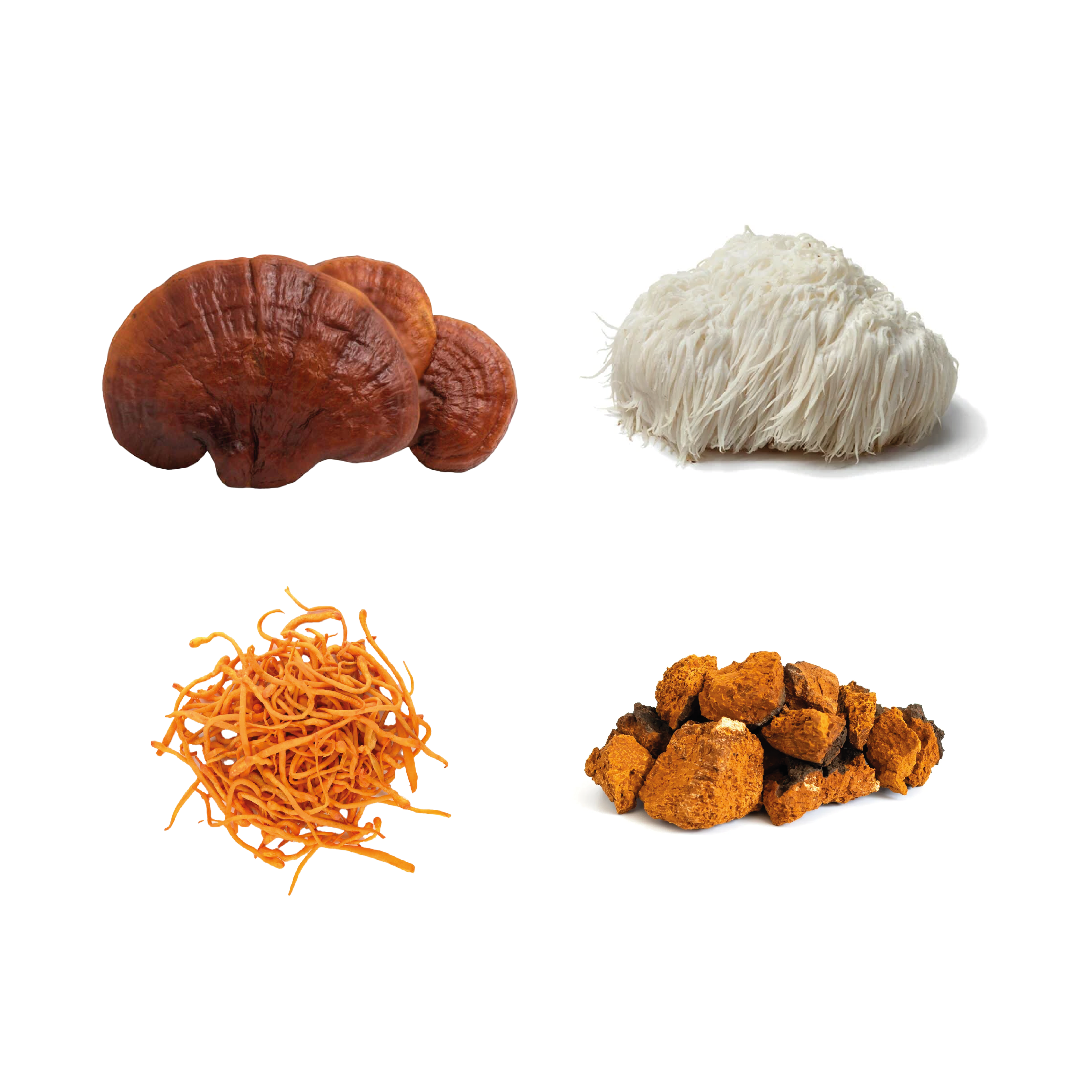 pilze.png